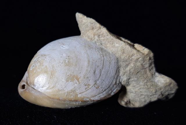 Loboidothyris latovalis BUCKMAN 1917 - Bild © FossNet FossilienStore